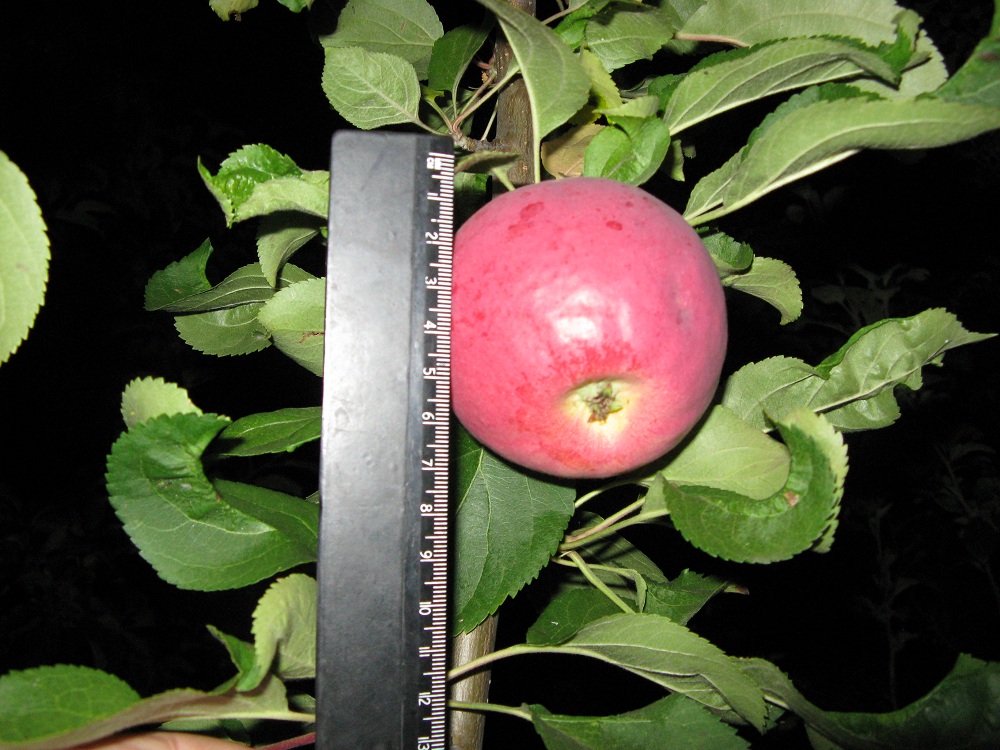 Яблоня коричневое. Сорт яблони подарок осени зимостойкость. Сорта яблок для зоны зимостойкости 3.
